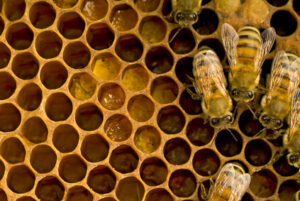 Bees inside beehive