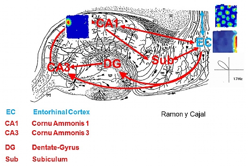 hippocampal formation